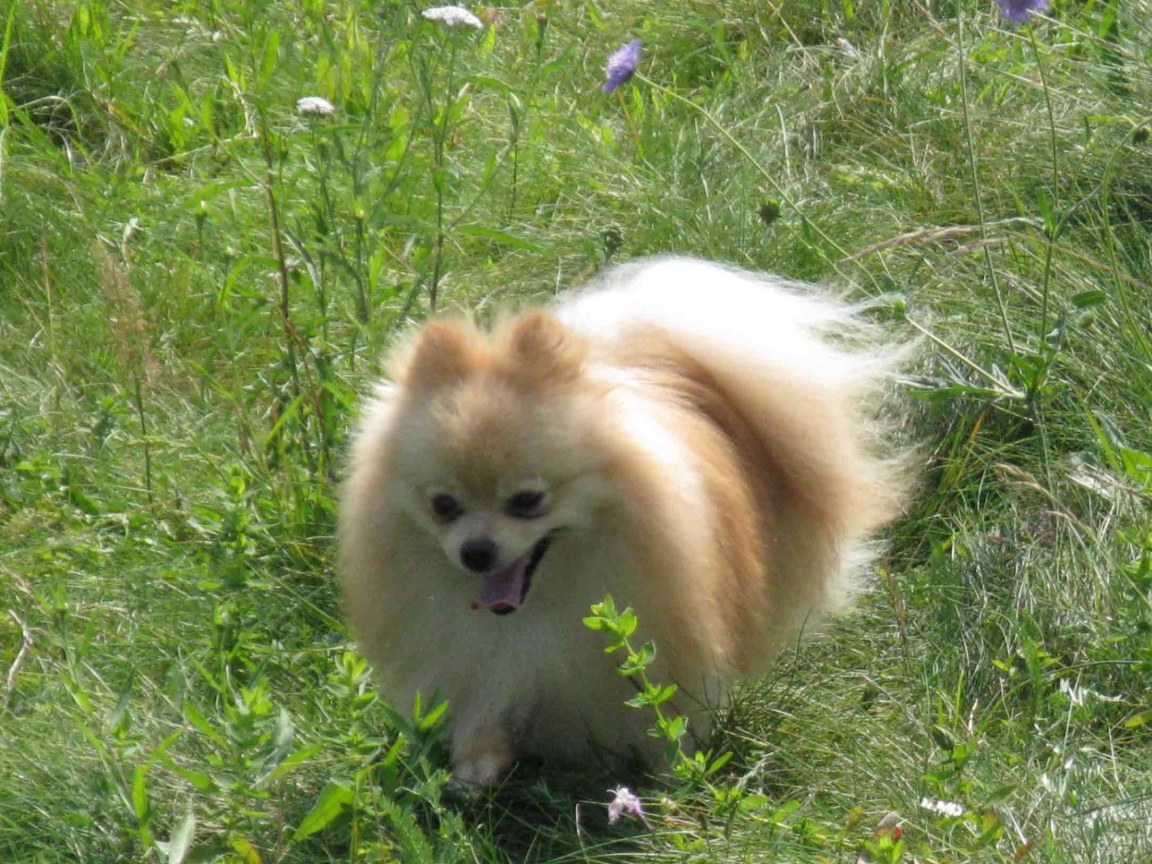 Шпиц бежит по лугу