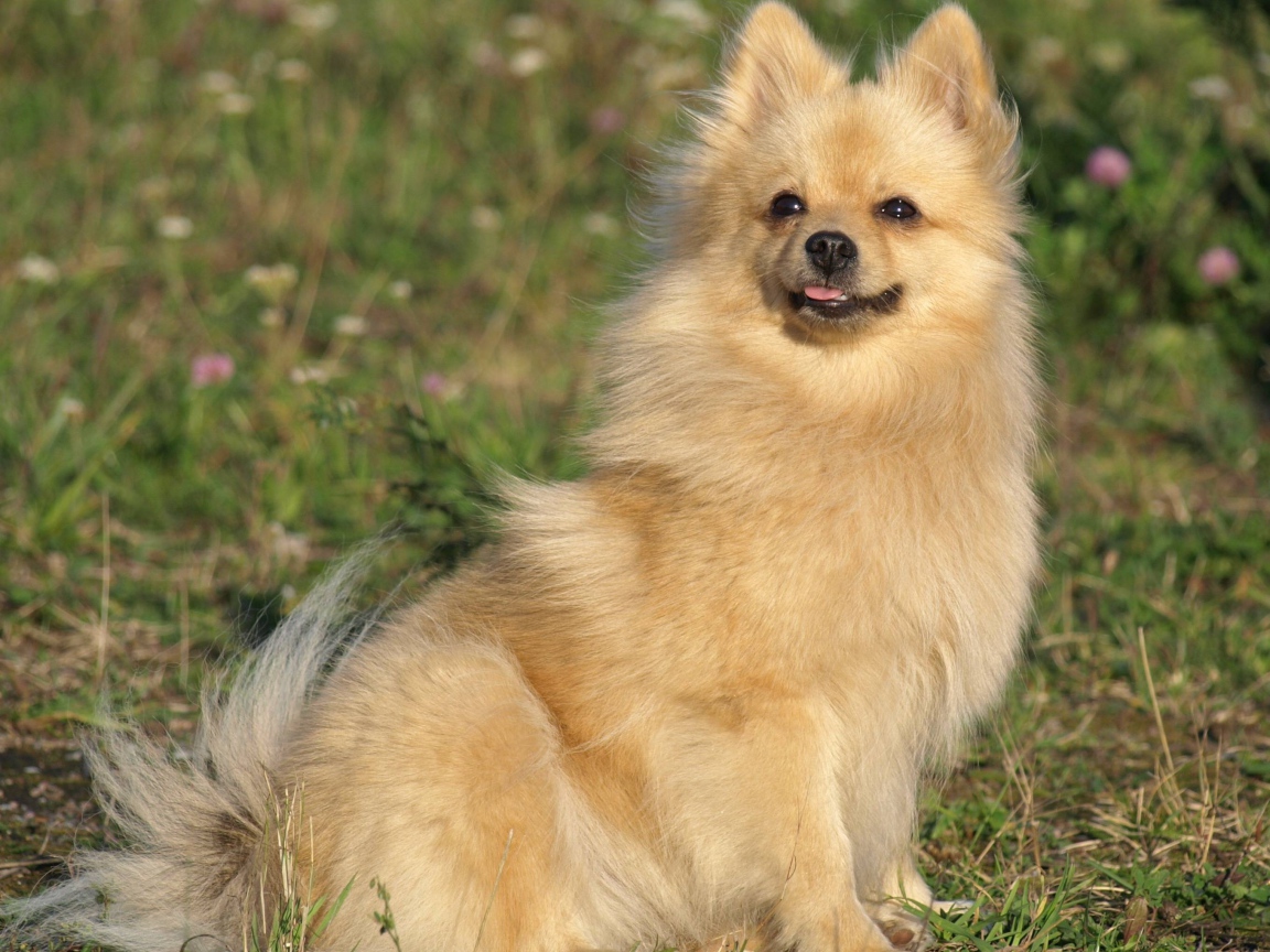 Шпиц на прогулке