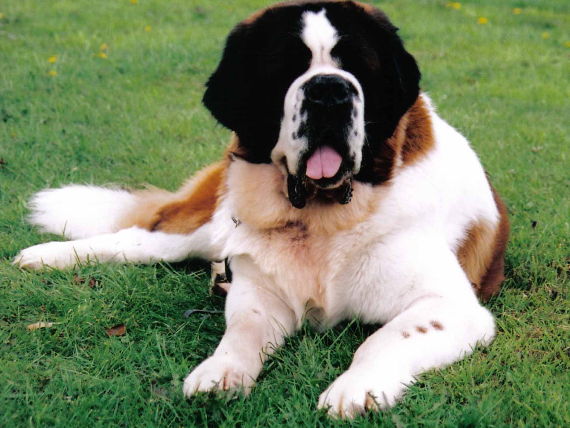 Сенбернар лежит на газоне