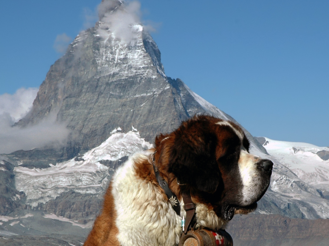 Сенбернар на фоне горы