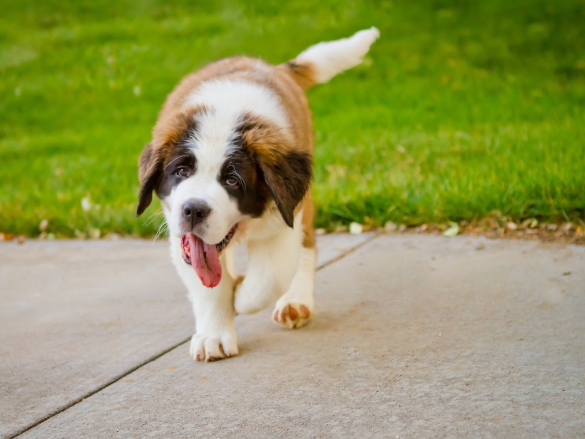 Сенбернар на дорожке