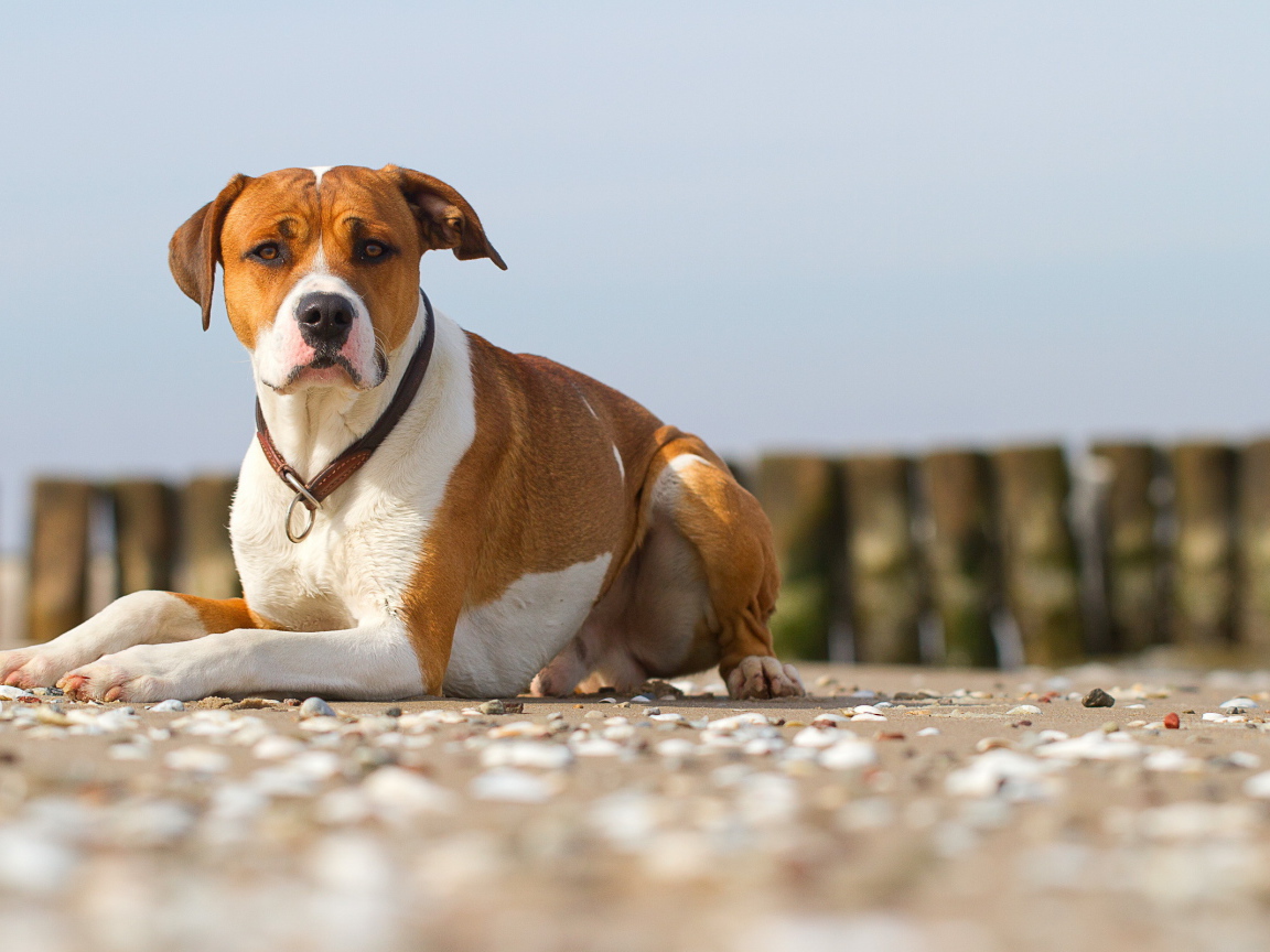 Строгий взгляд пса