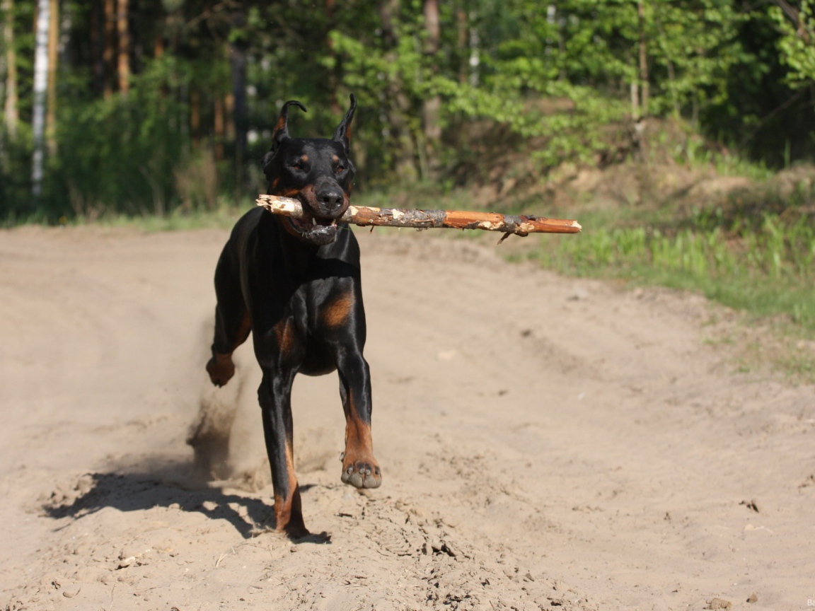Палка в зубах добермана
