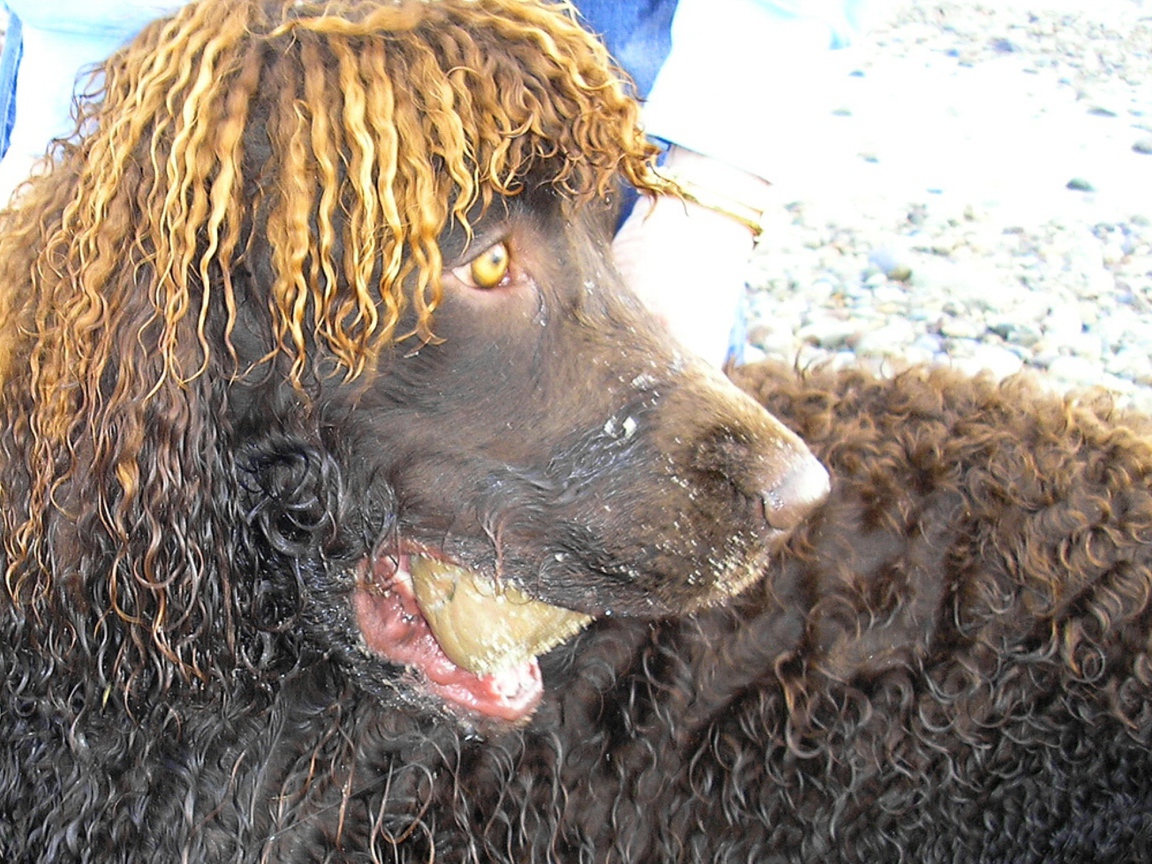 Удивленный ирландский водяной спаниель