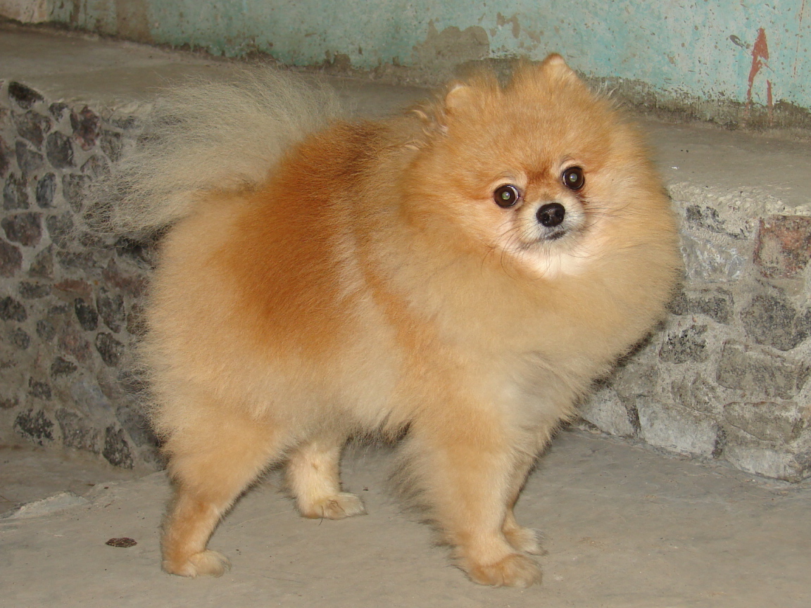 Удивленный рыжий шпиц