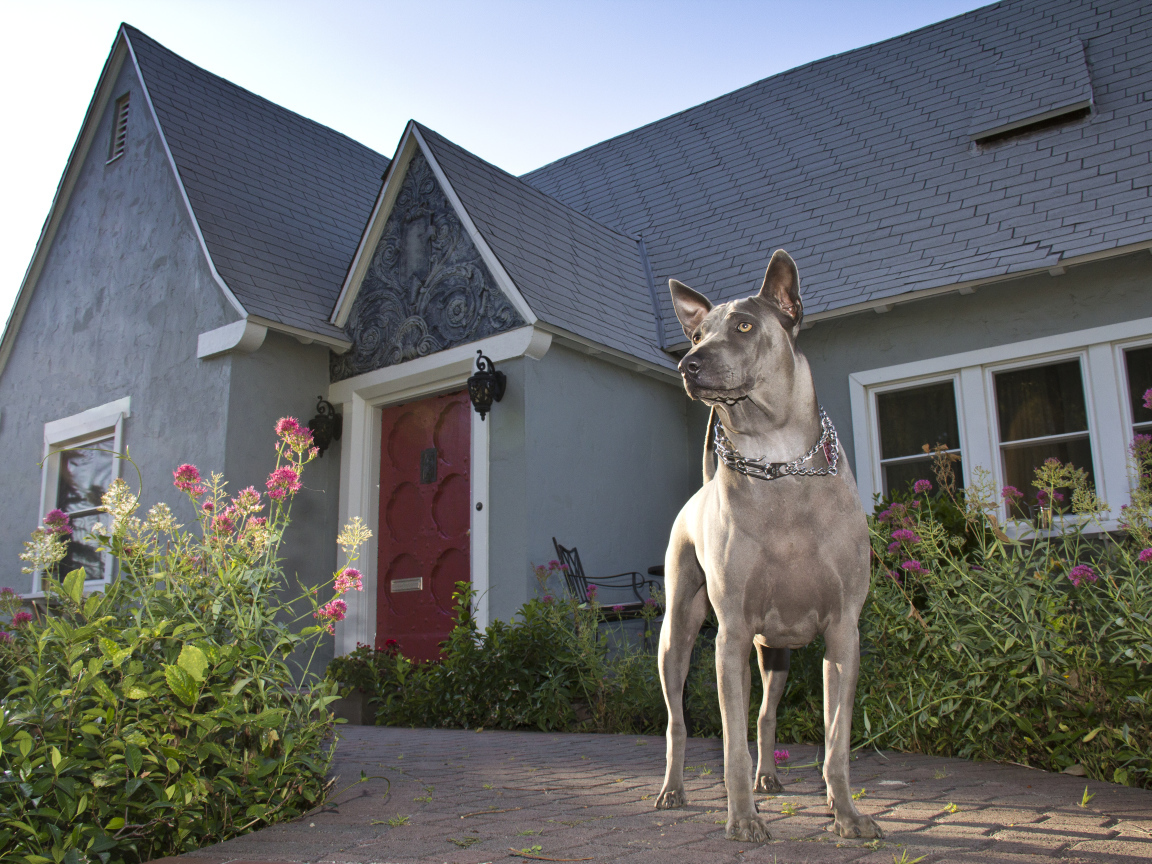 Тайский риджбек охраняет дом