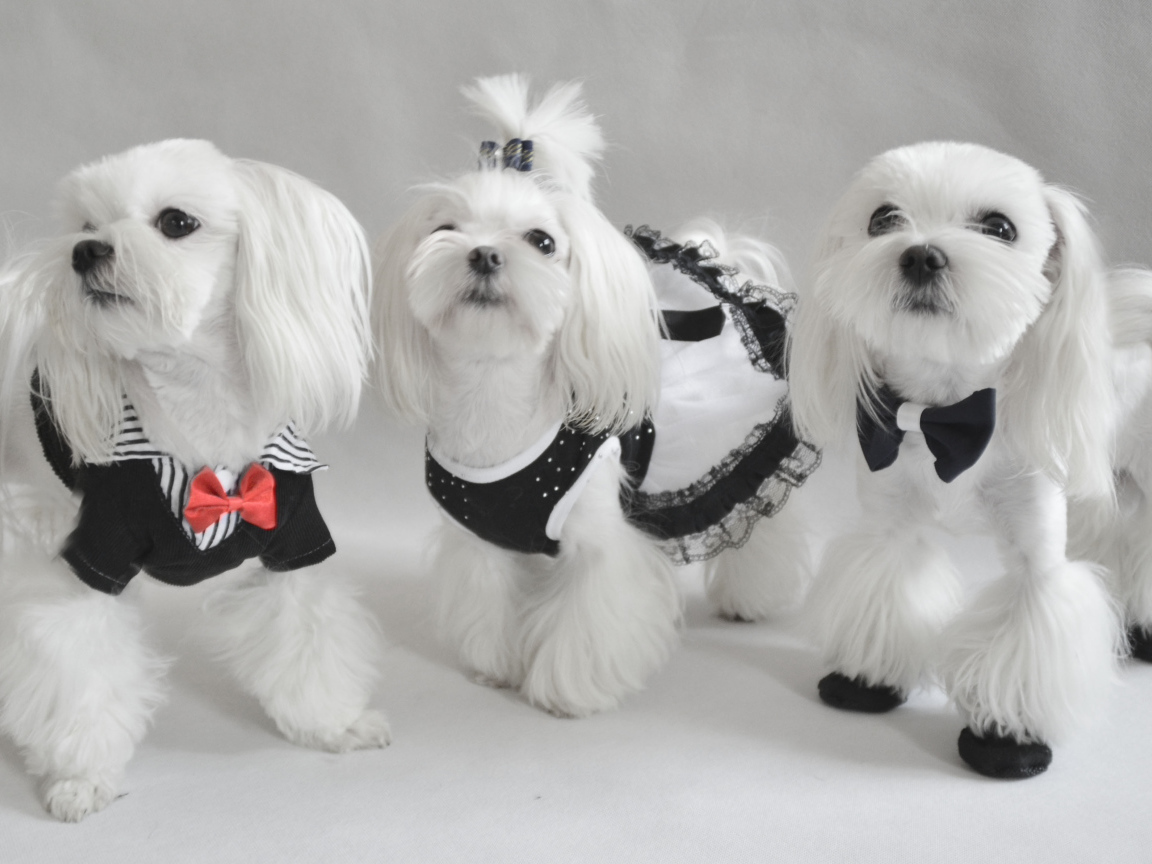 Три мушкетера болонки