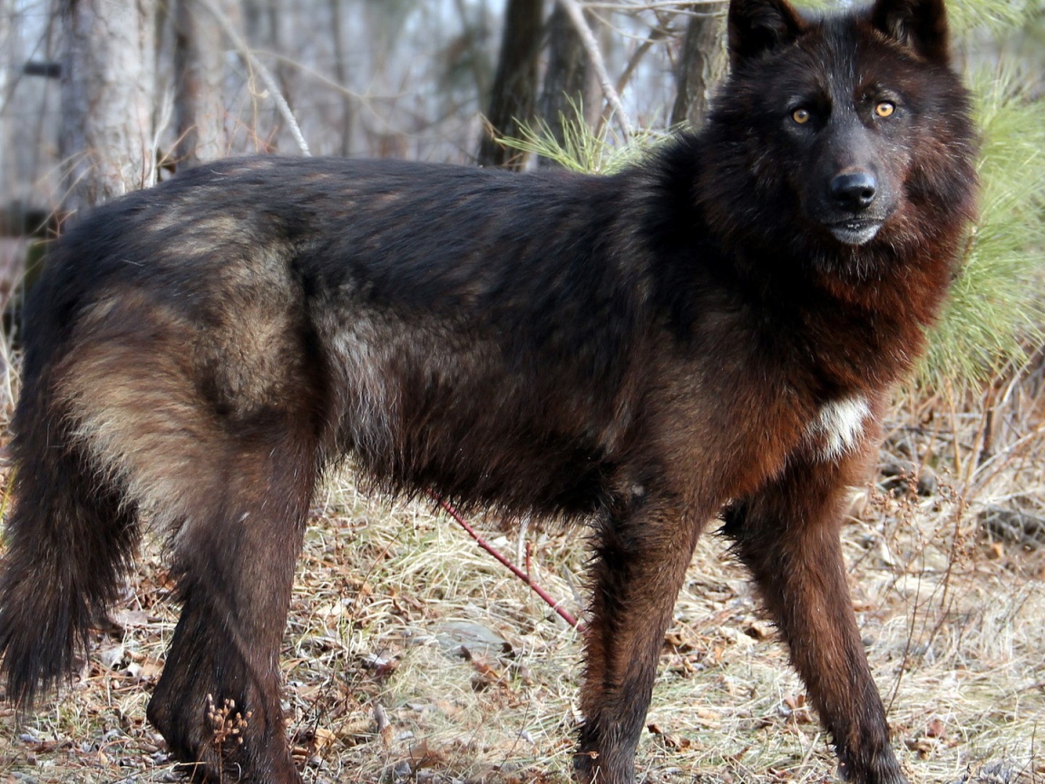 Дикая собака