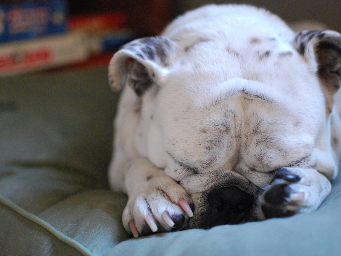 Бульдог закрыл морду лапами