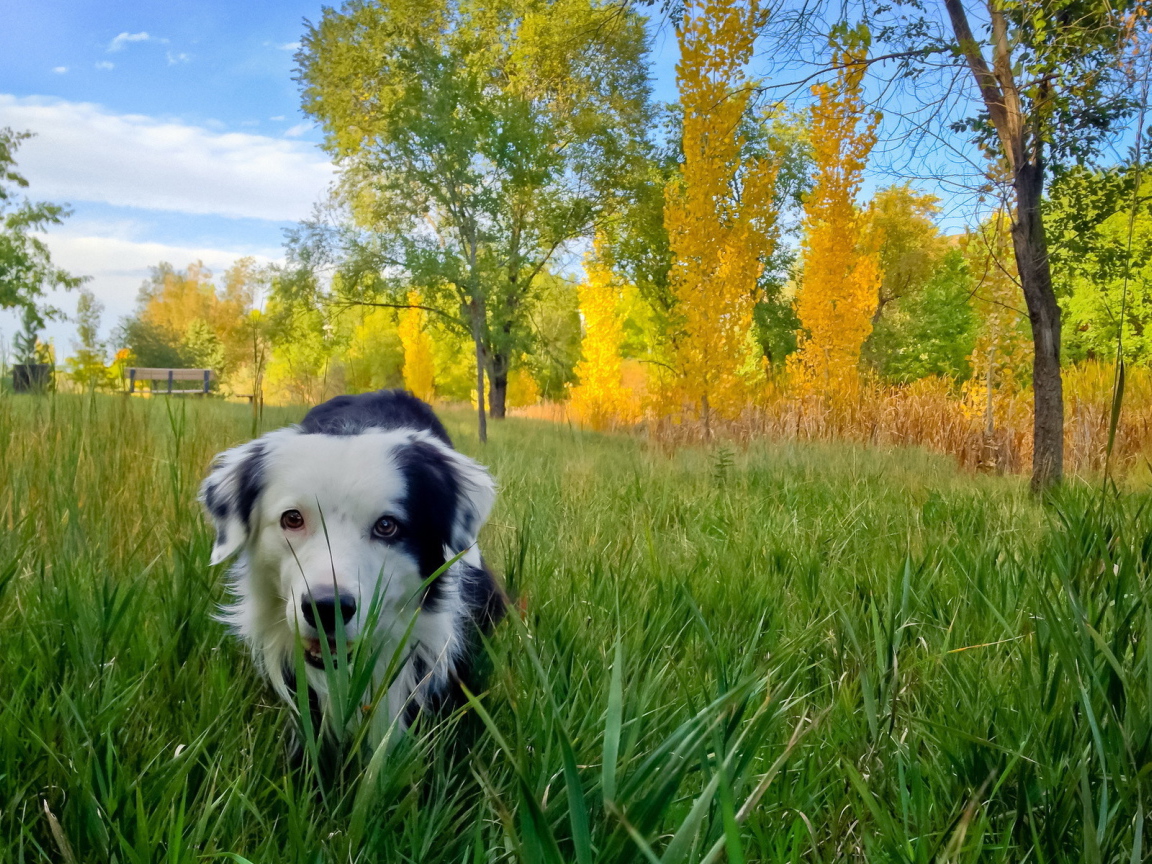 Собака в осеннем парке