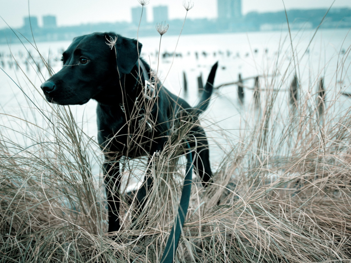 Собака в траве у озера
