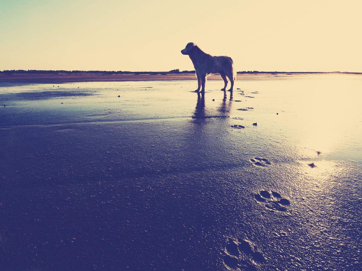 Собака на пляже