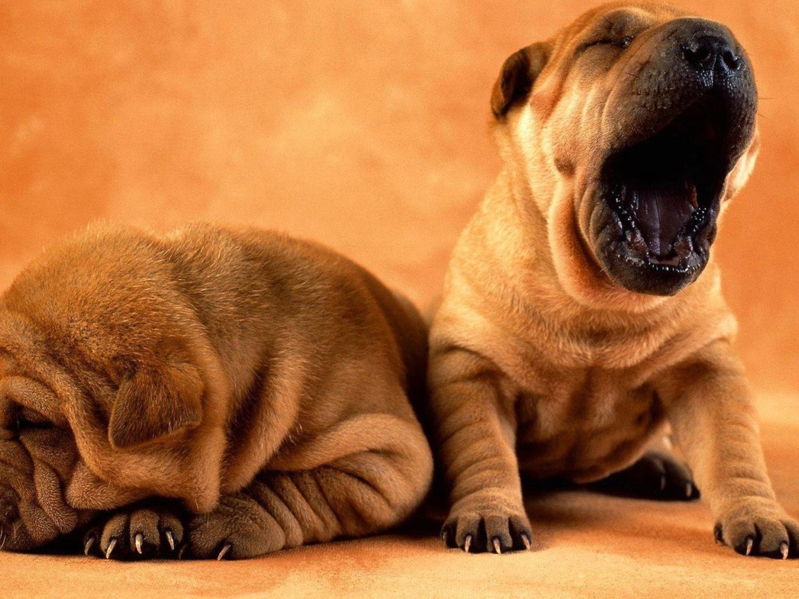 Собака хочет спать