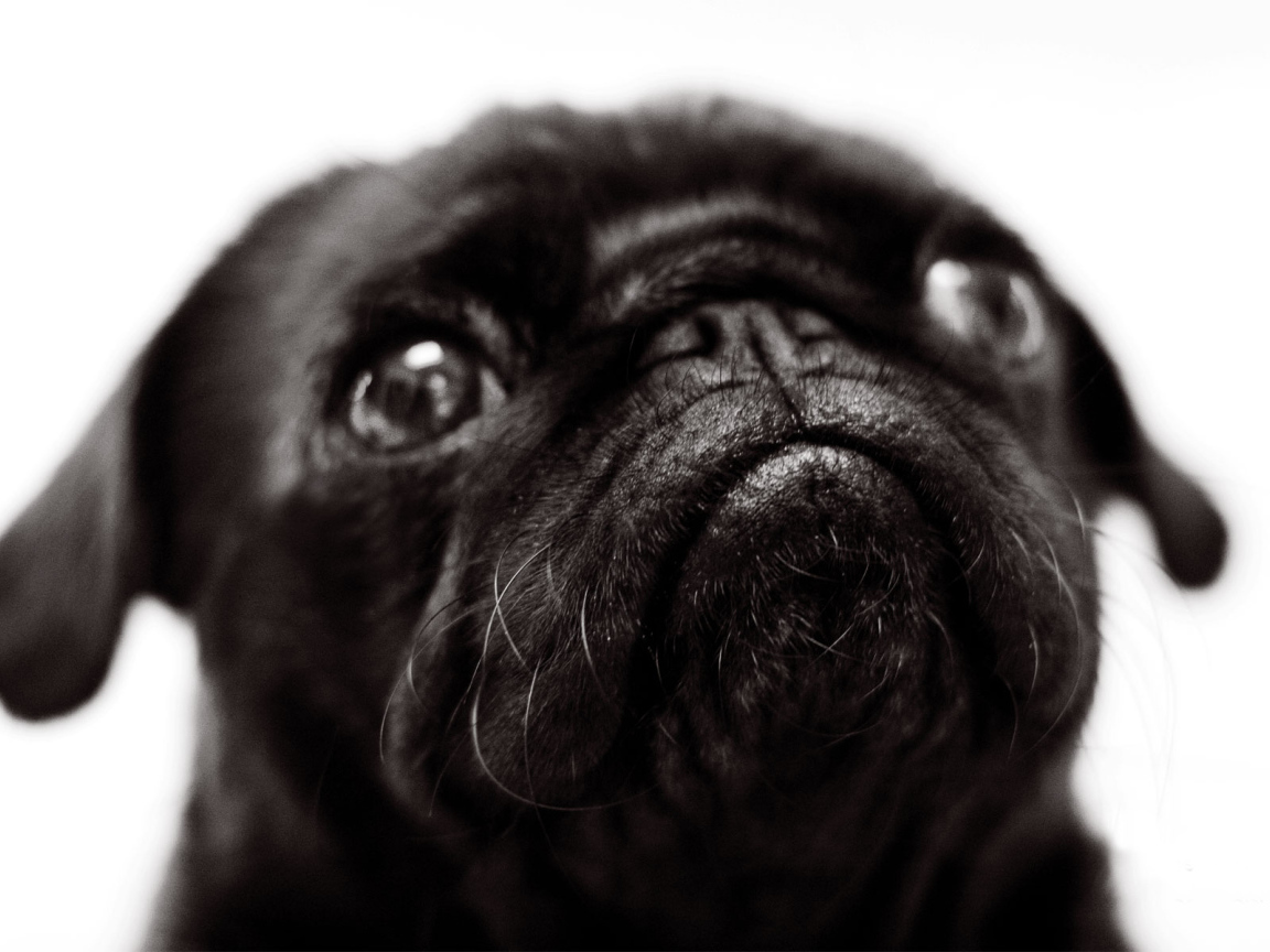 Морда черной собаки