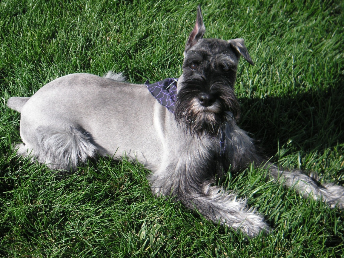 Девятимесячный шнауцер на траве