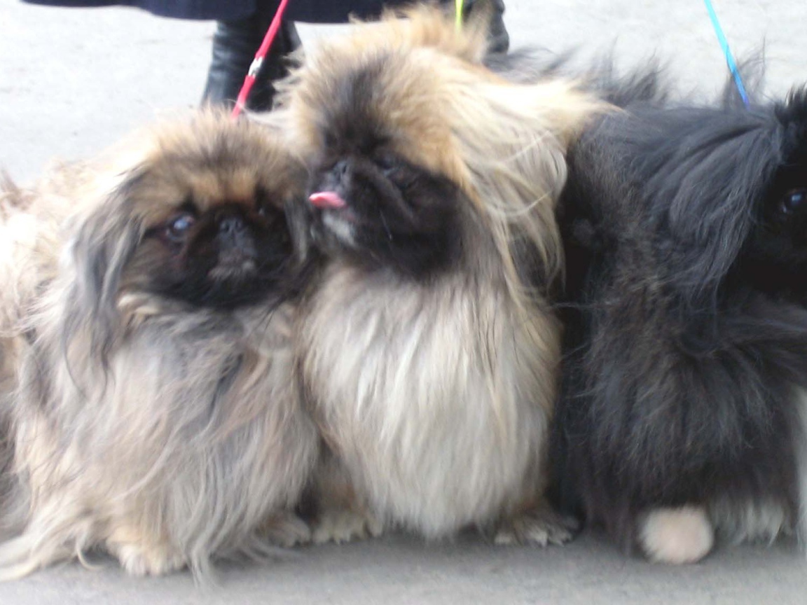 Три пекинеса на прогулке