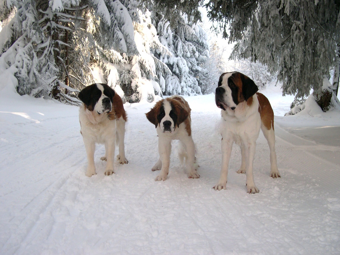Три сенбернара в лесу