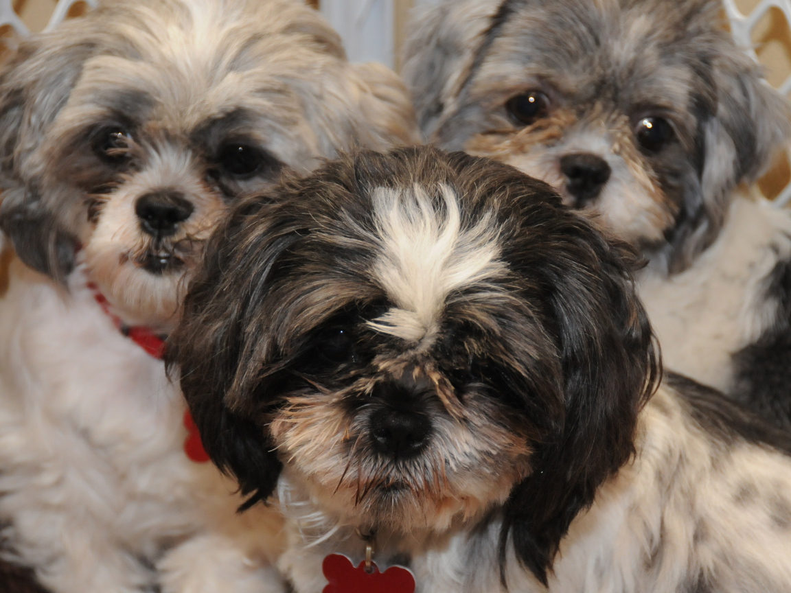 Три друга шитцу