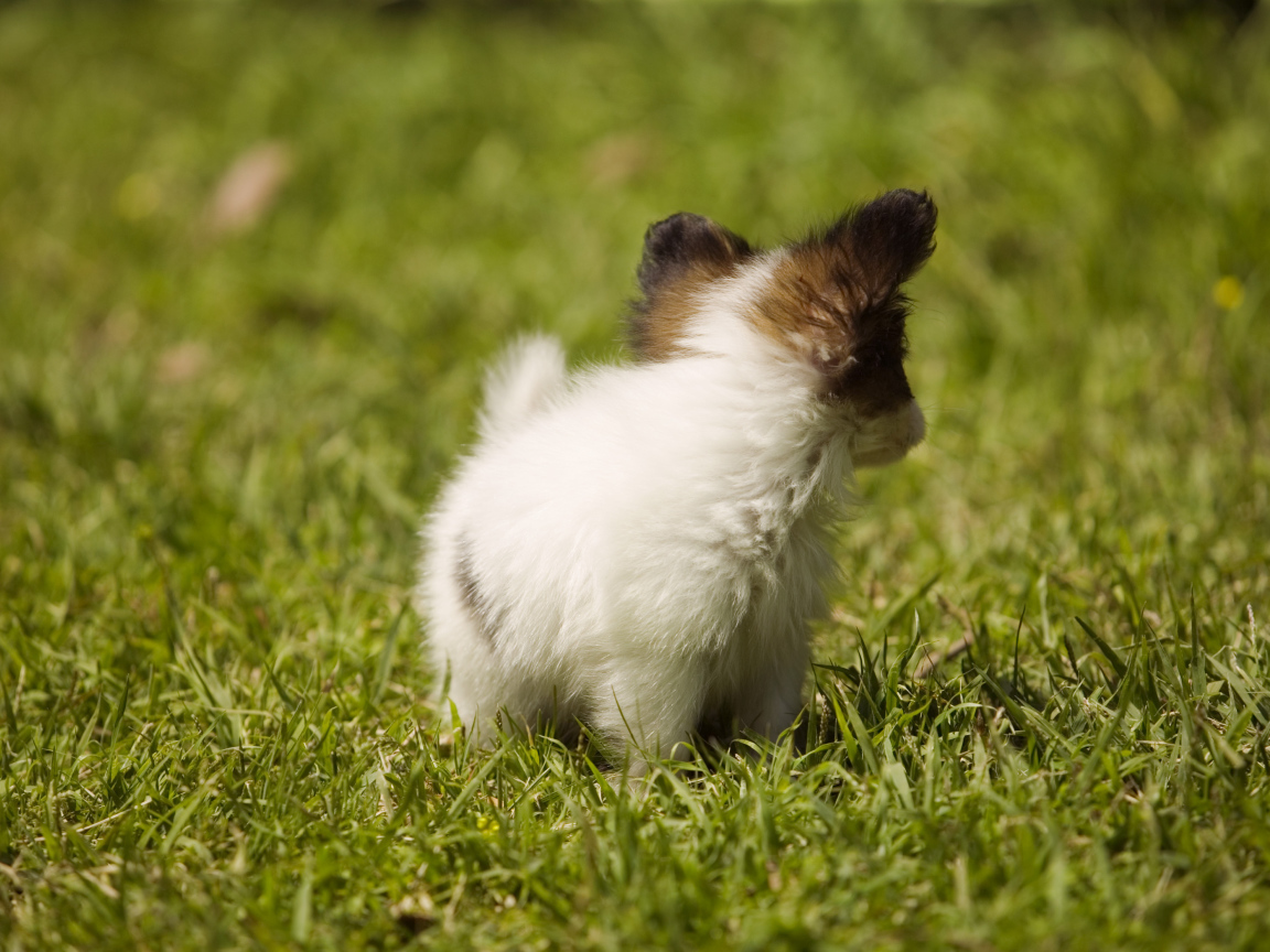 Крошечный японский хин