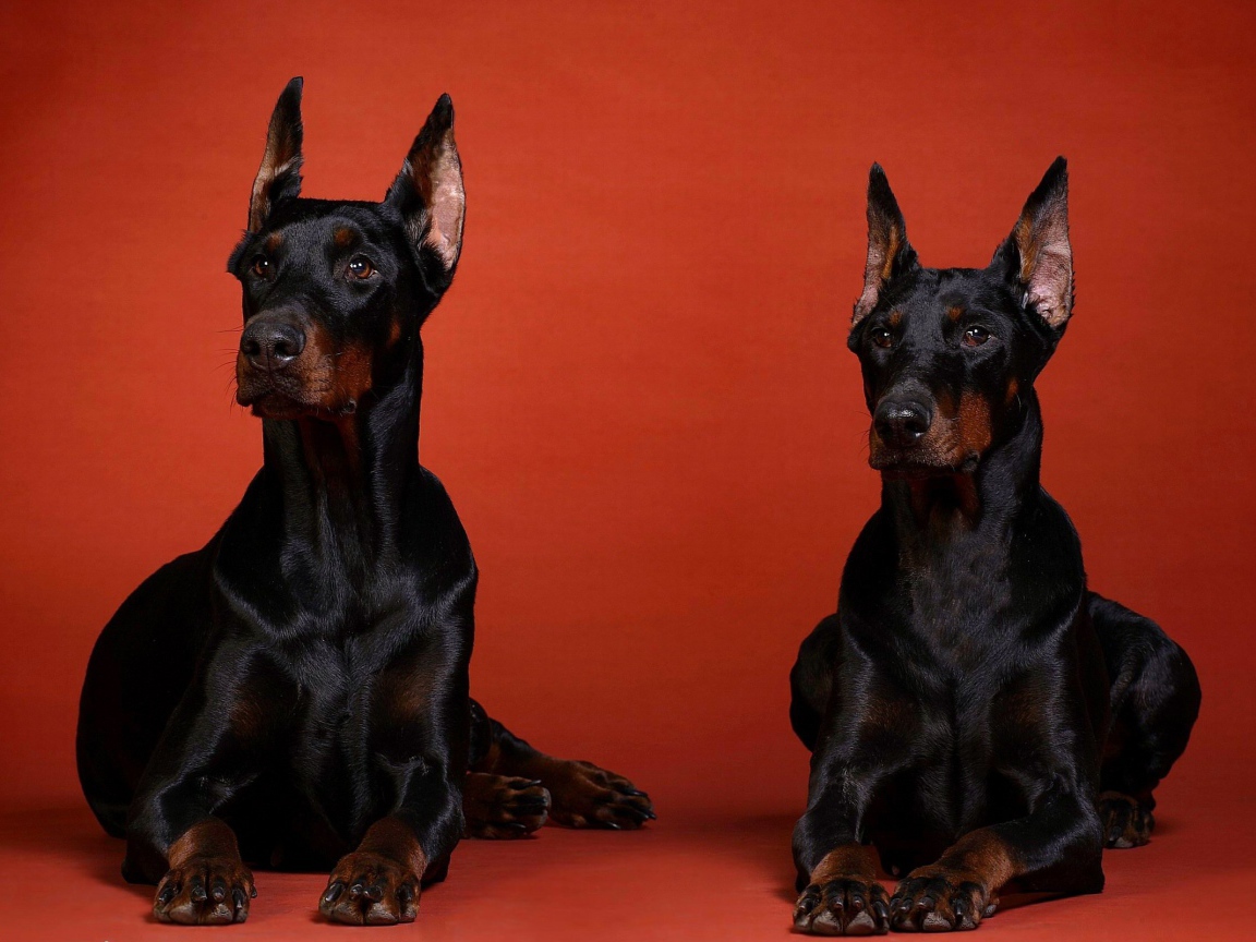 Два добермана на красном фоне