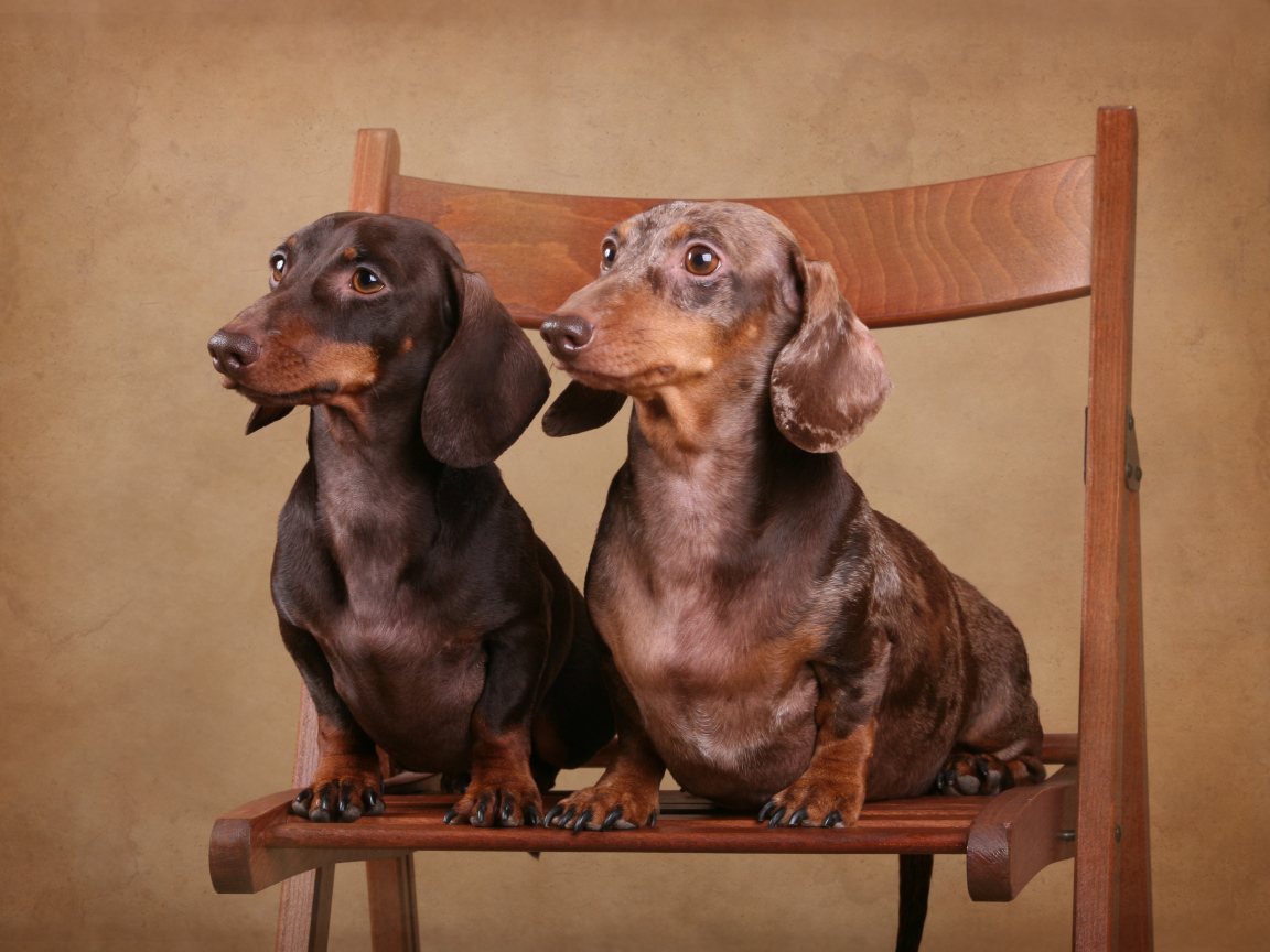 Две таксы на стуле