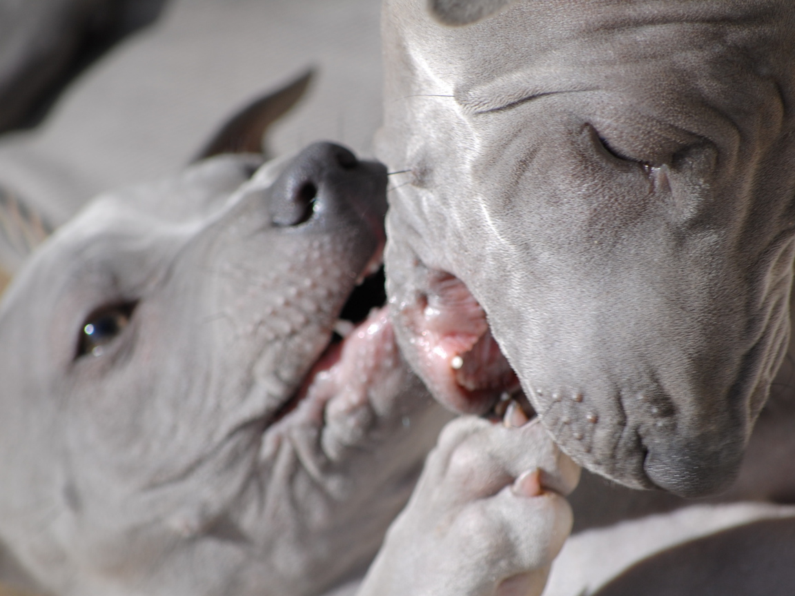 Две собаки тайский риджбек