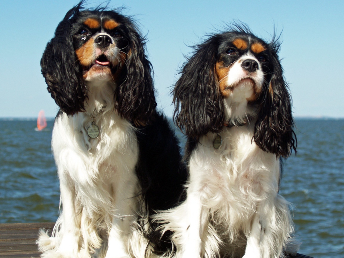 Две собаки у моря