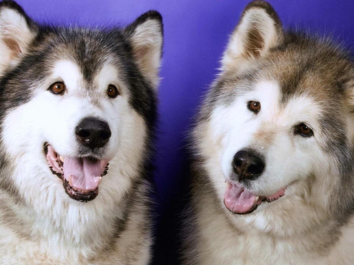 Две забавных лайки