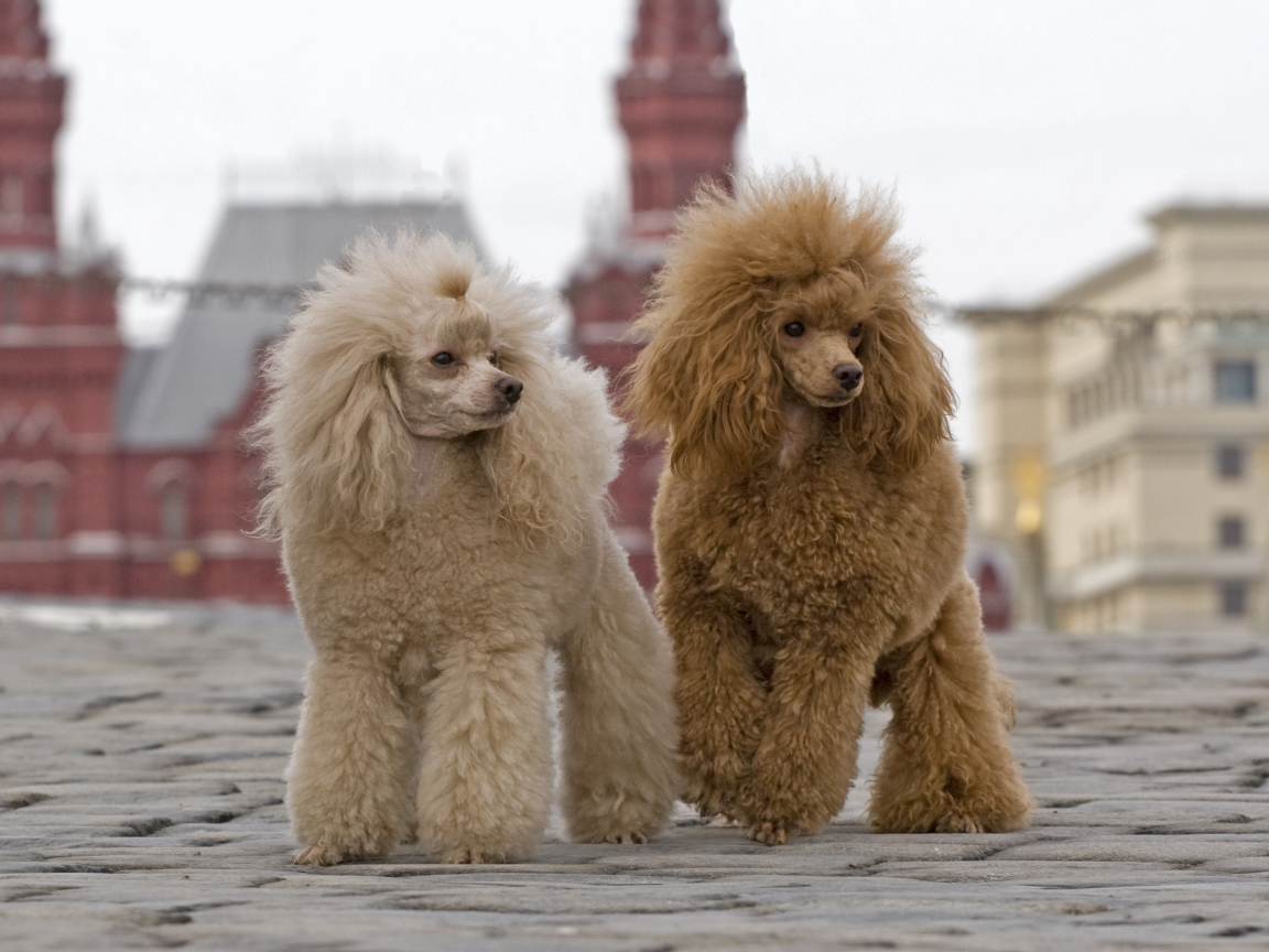 Два пуделя на Красной площади