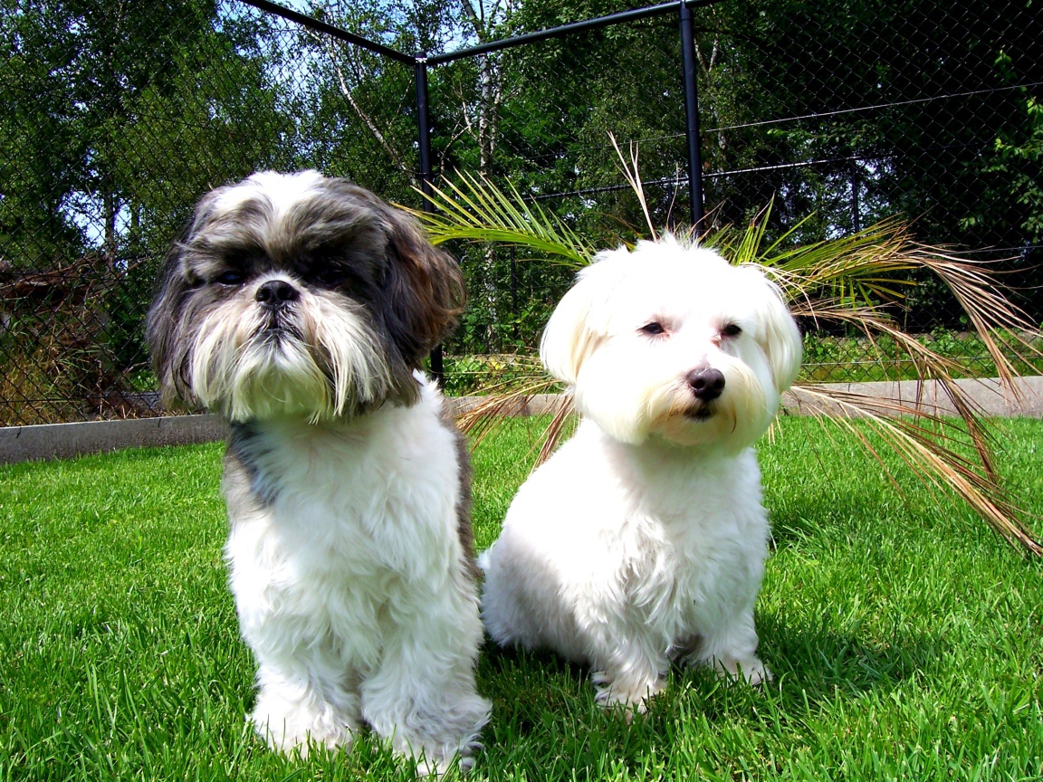 Две маленьких собаки шитцу