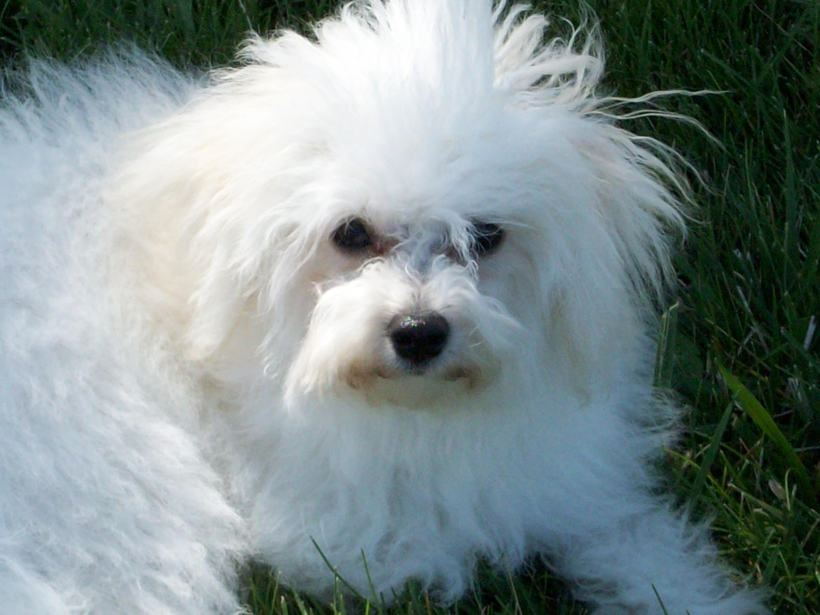 Недружелюбный взгляд болонки