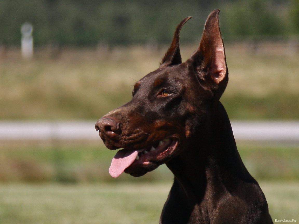 Красивый доберман