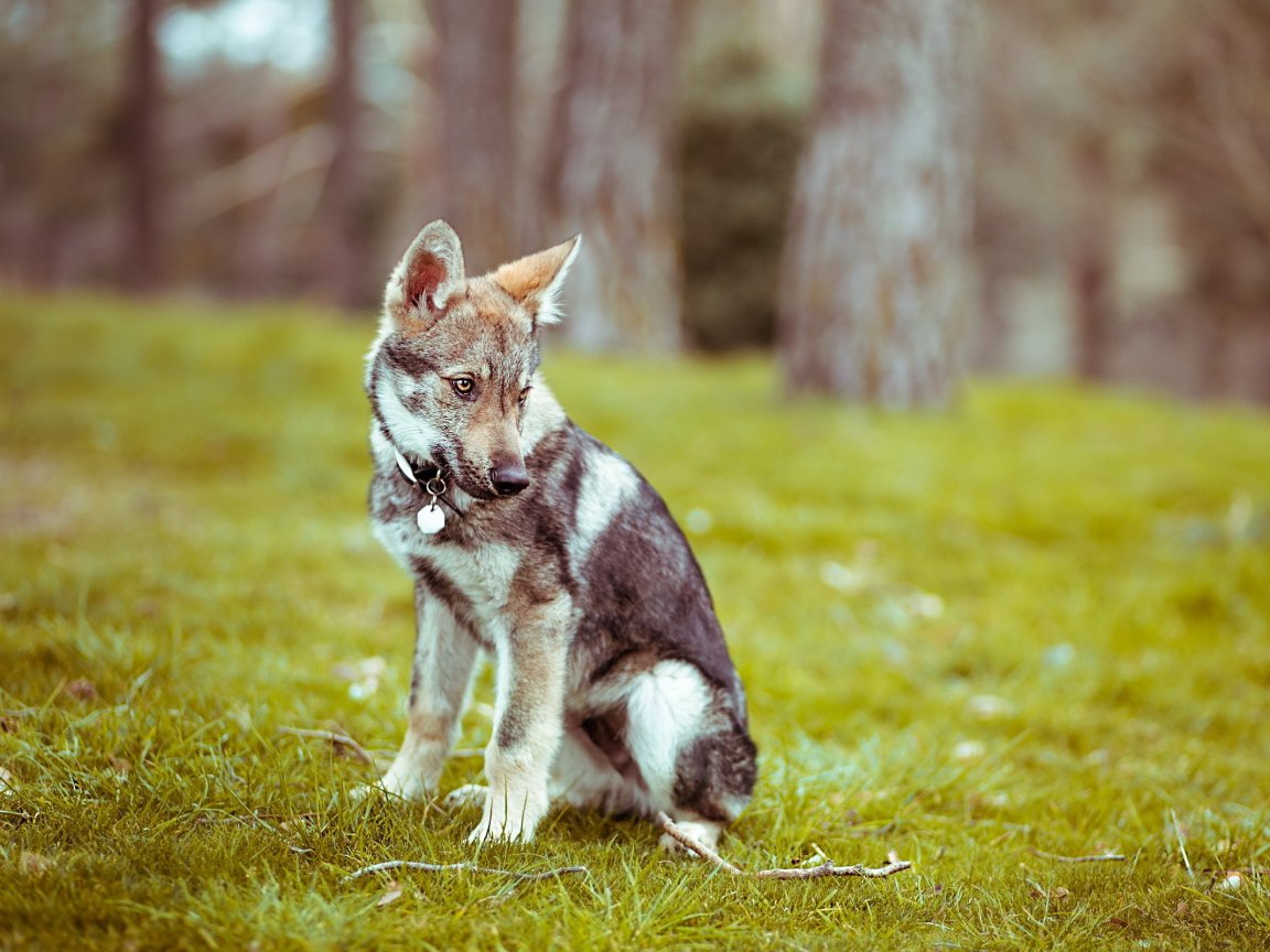 Прогулка в лесу