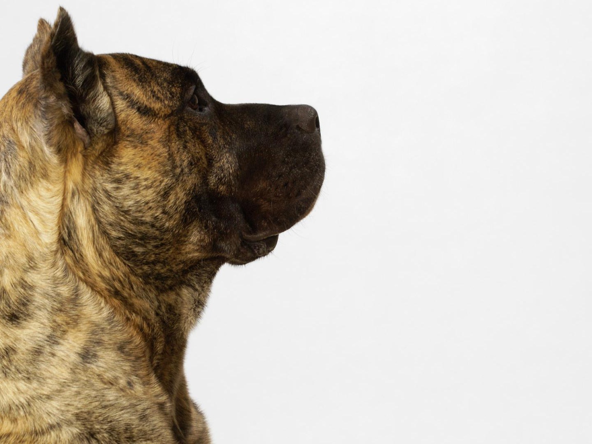 Обои с американским стаффордширским терьером