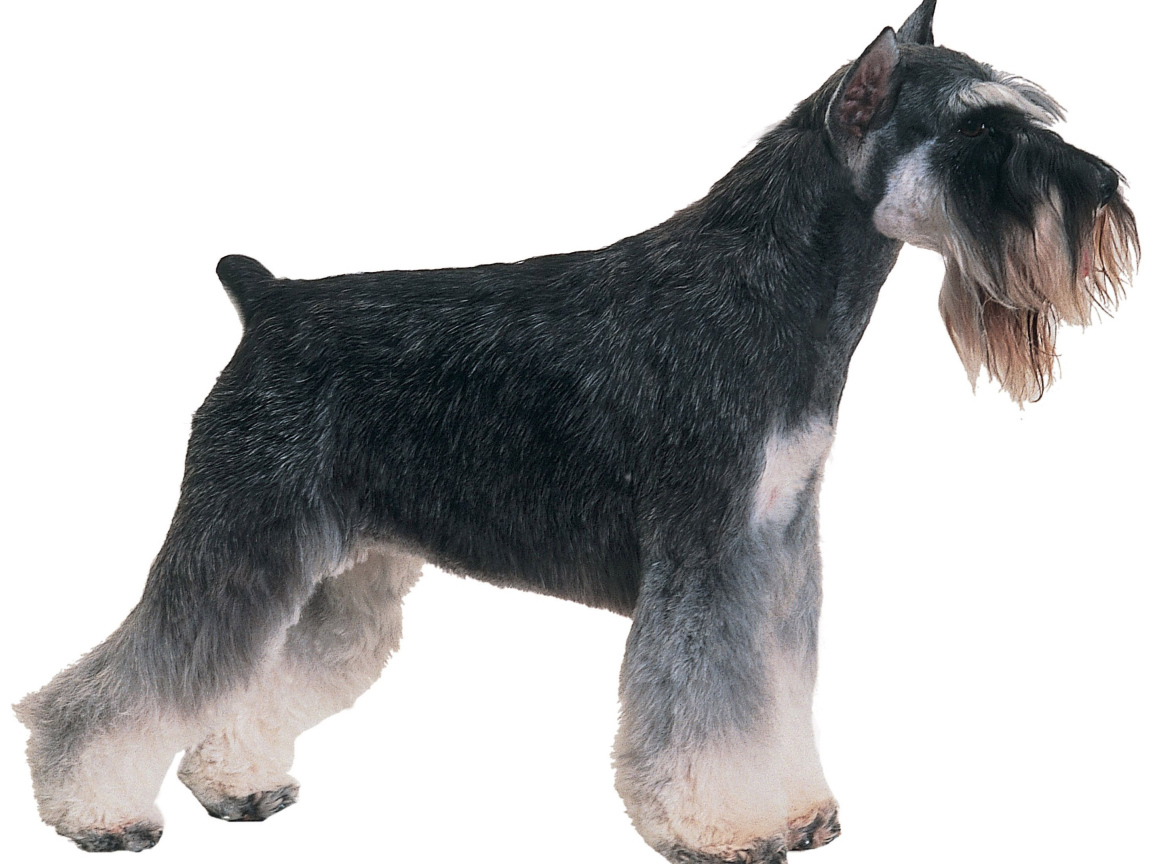 Обои с собакой шнауцером