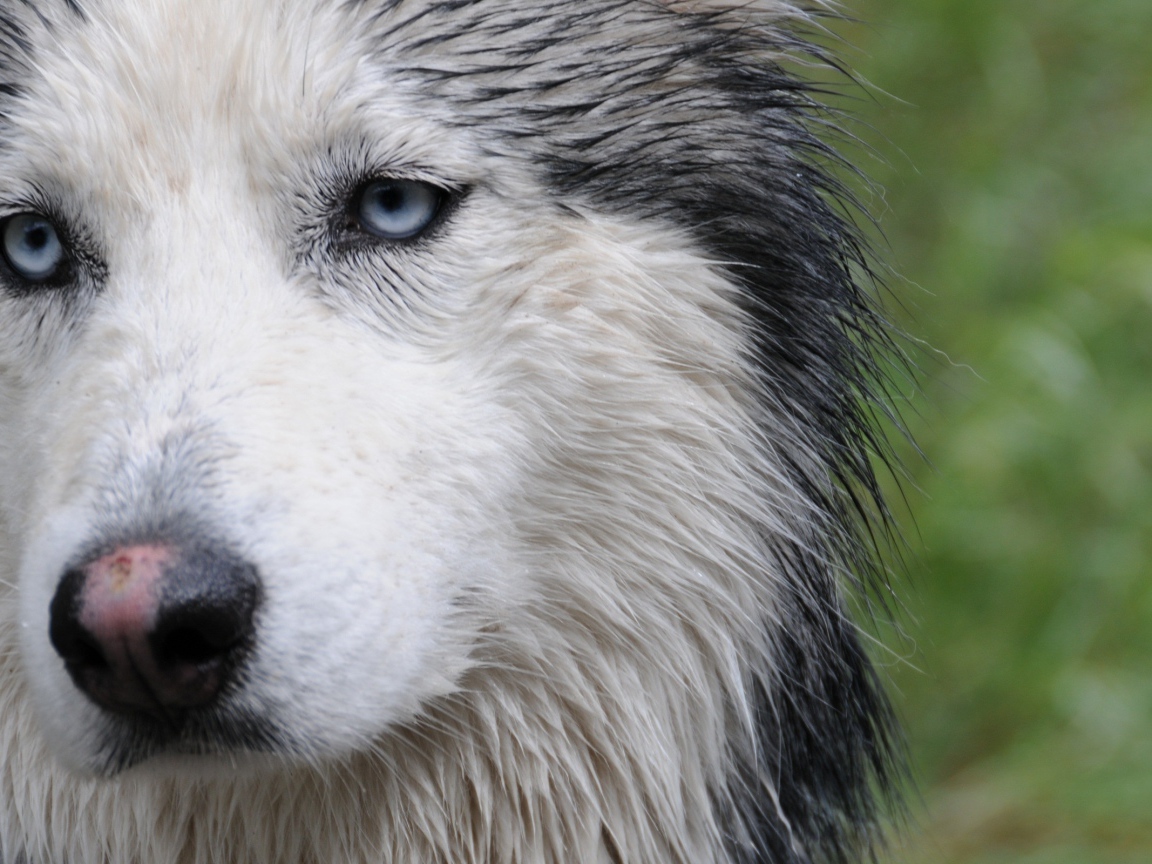 Мокрая собака лайка