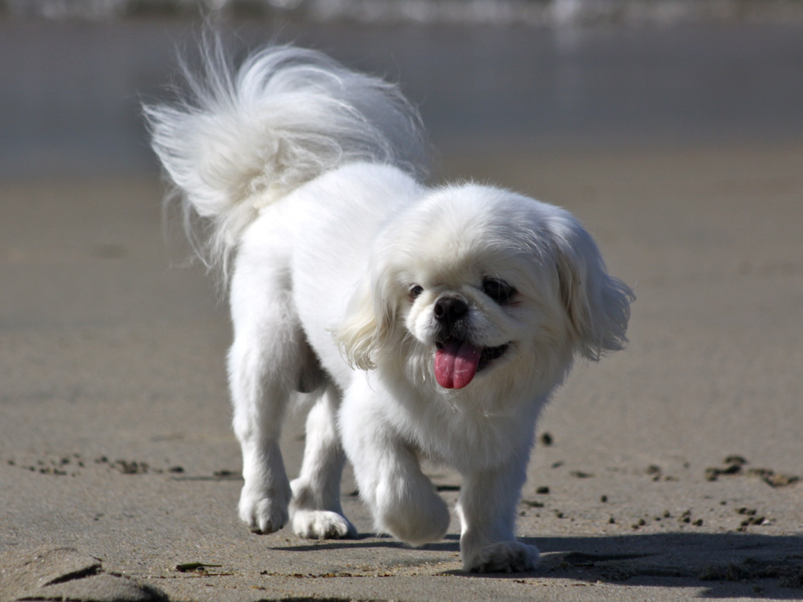 Белый пекинес на пляже