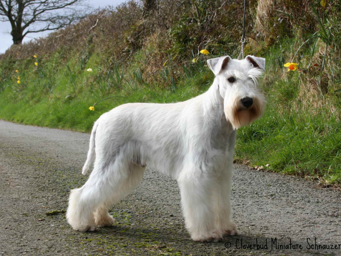 Белый шнауцер на тропе