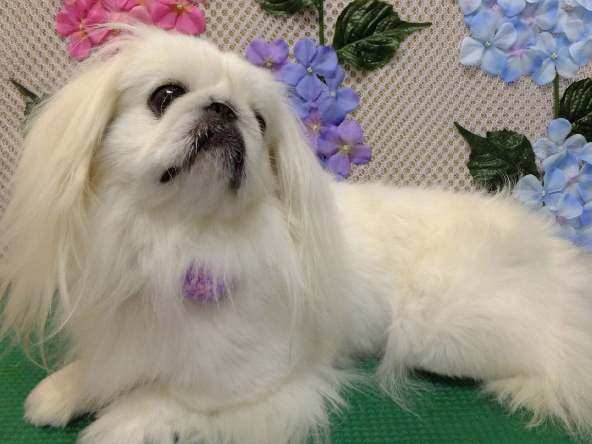 Белый причесанный пекинес