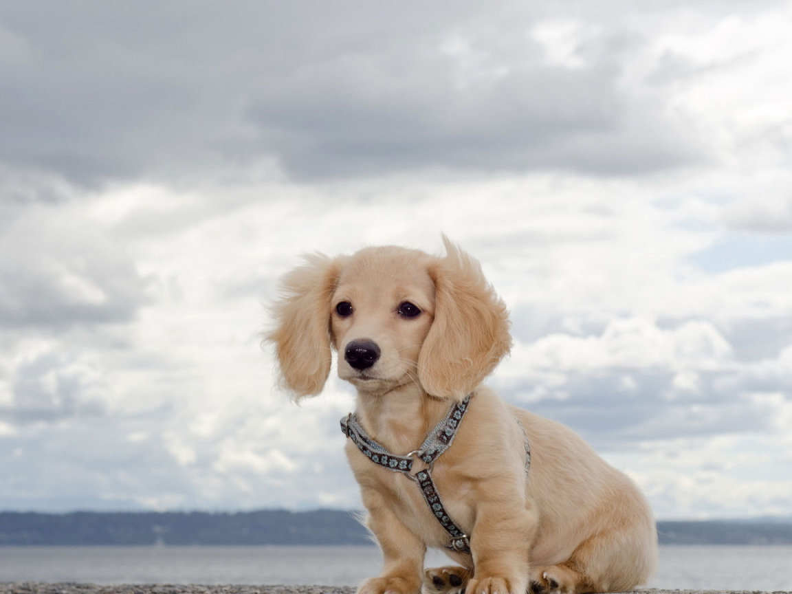 Белая такса на природе