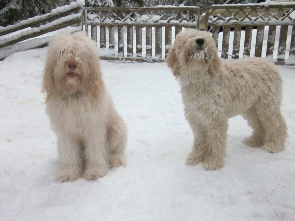 Белые собаки барбет