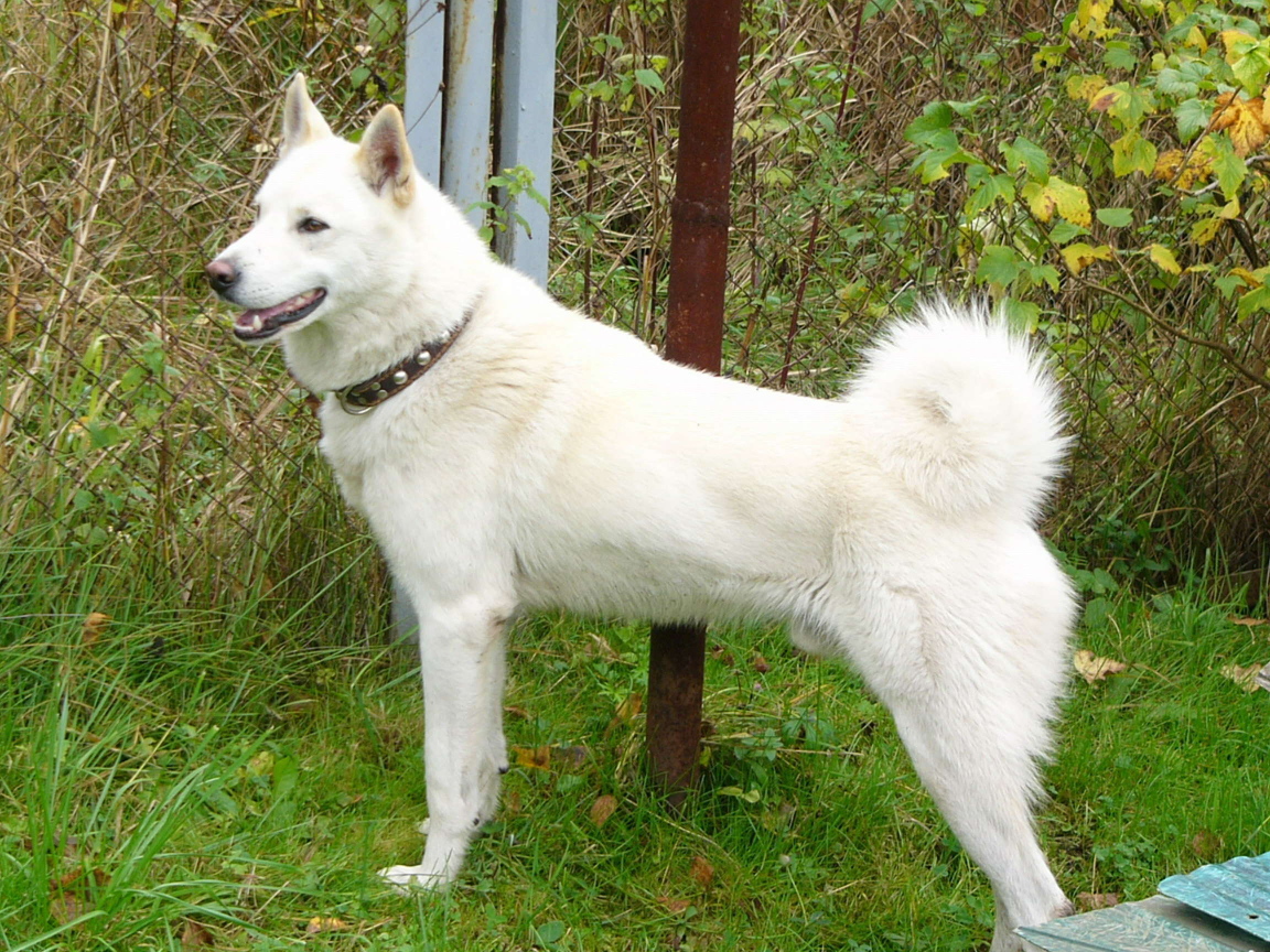 Белая лайка у забора