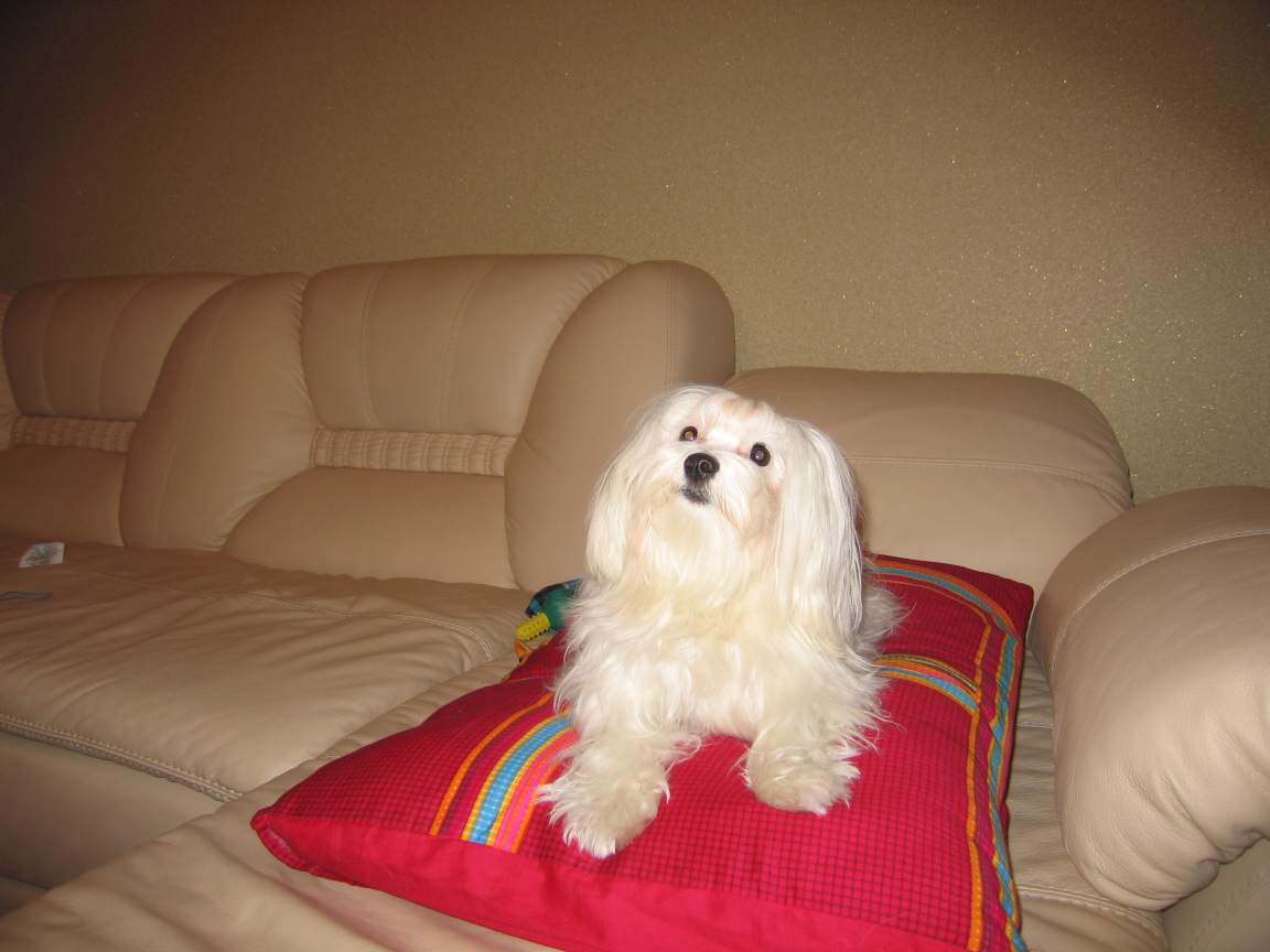 Белая болонка на диване