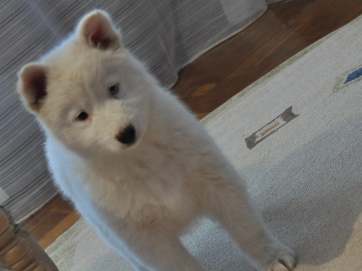 Белый щенок лайки