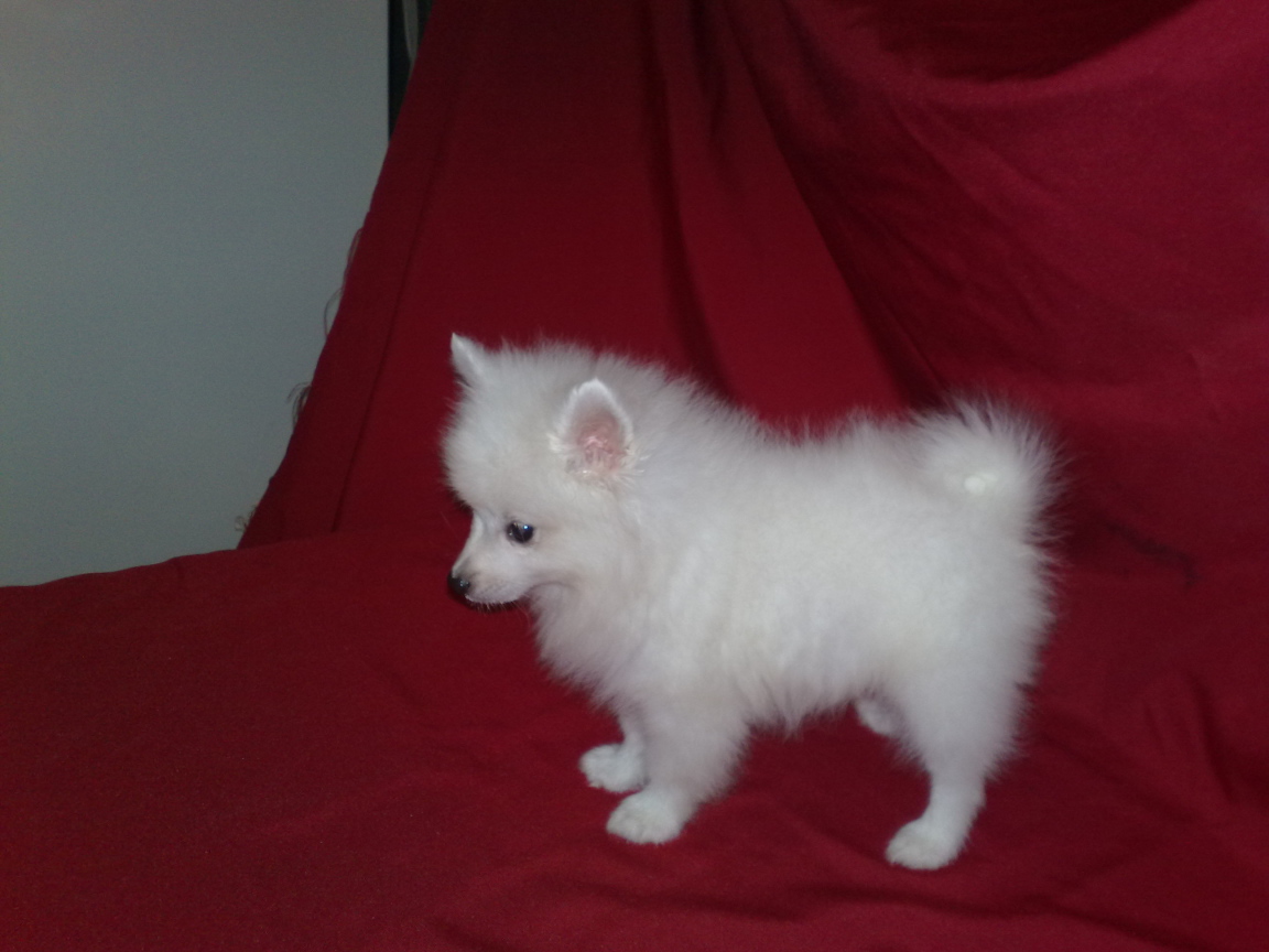 Щенок белого шпица