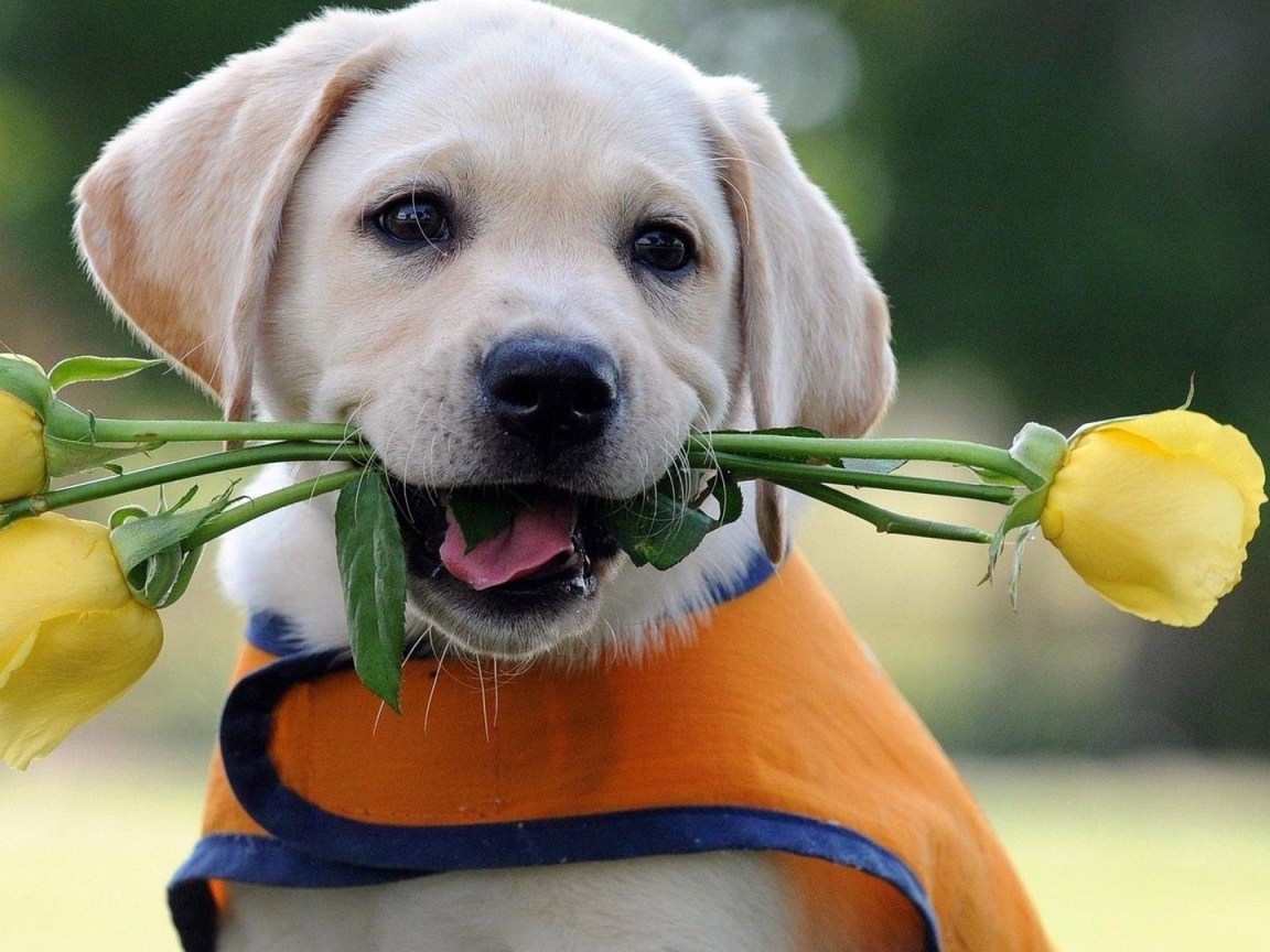 Щенок дарит жёлтые розы