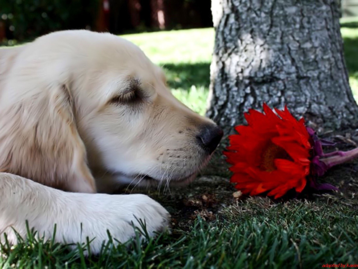 Собака нюхает цветок
