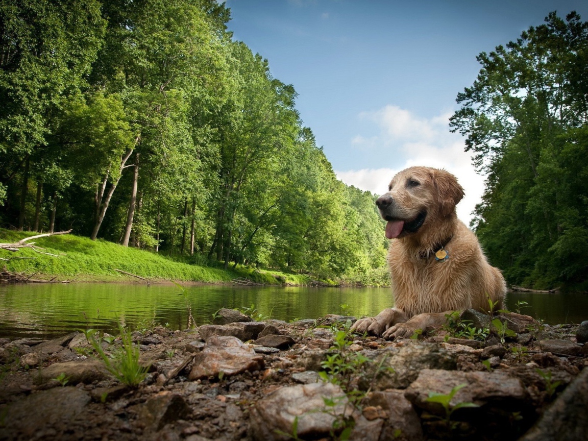 Собака лежит у реки