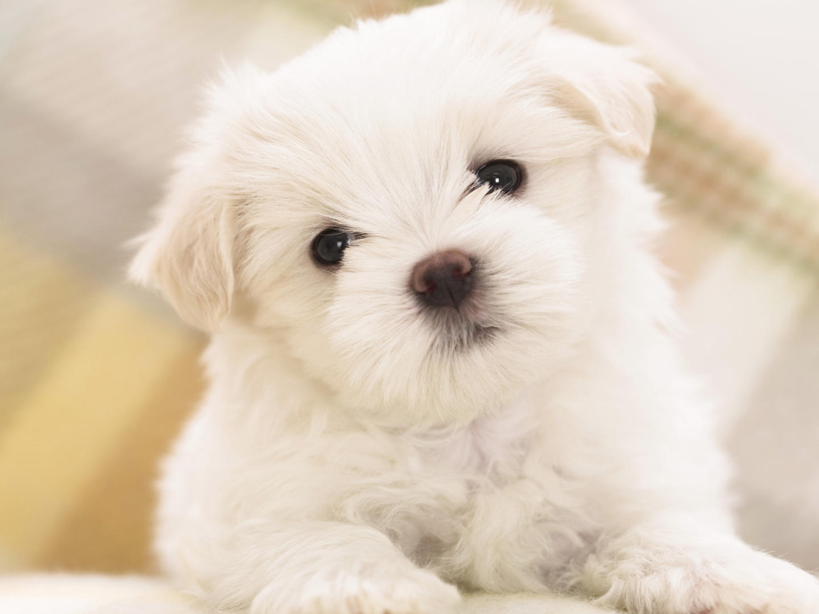 Белый щенок