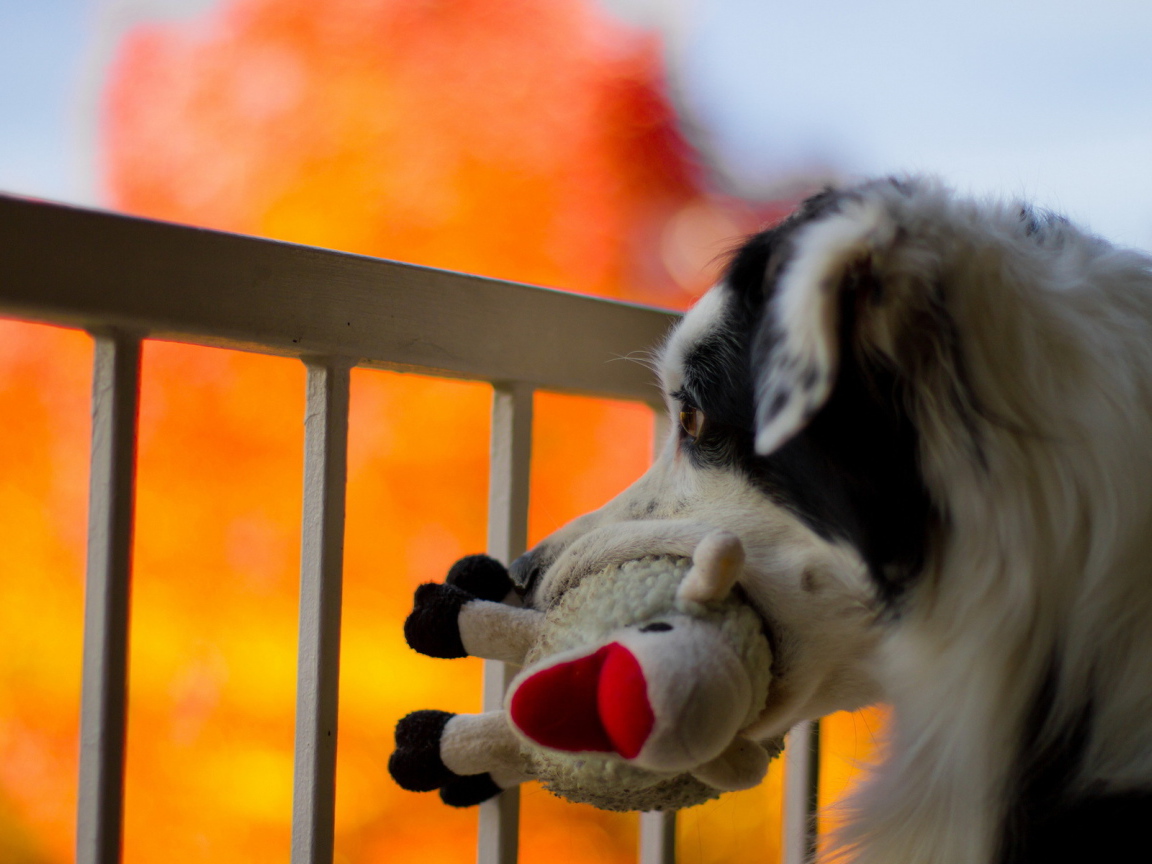 Собака с любимой игрушкой